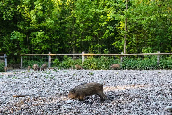 Yoğun yeşillik ve yüksek ağaçlarla çevrili kayalık orman tabanını araştıran ve araştıran bir grup yaban domuzu yumuşak güneş ışığı altında huzurlu bir doğal ortamda.