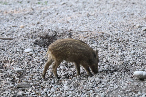 Çakıl taşlarıyla beslenen bir yaban domuzu, vahşi ormandaki doğal yaşam alanını keşfediyor. Etrafı kayalarla ve toprakla çevrili. Domuzların doğal davranışlarını gösteriyor..