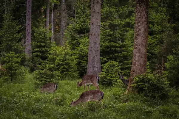 Uzun ağaçlarla çevrili yemyeşil bir ormanda huzur içinde otlayan bir grup geyik gün boyunca doğal ortamında huzurlu vahşi yaşamı yakalıyor..