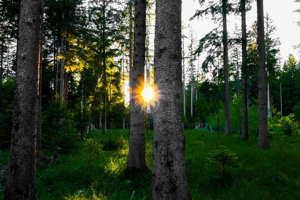 Çam ormanında gün batımı, ağaçların arasında güneş ve güneş parlıyor. Güneş ağaçların arasından ışıldar..