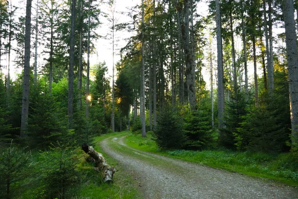 Çam ağaçları ve güneşli güzel yeşil orman