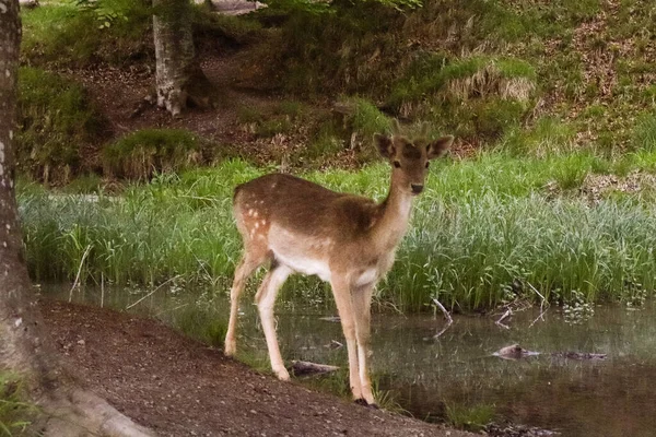 Vahşi ormandaki geyik