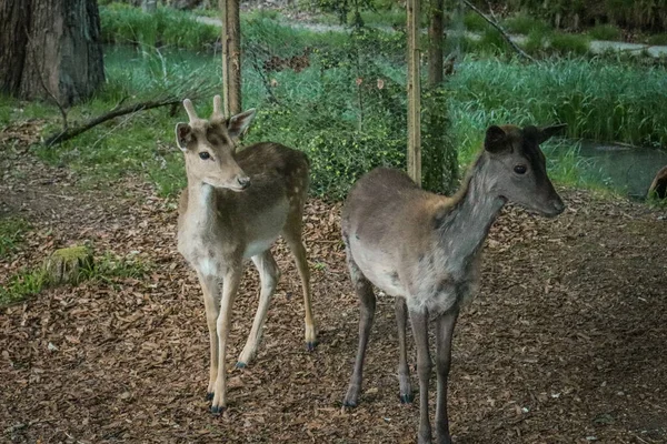 Bir çift genç geyik, yemyeşil yemyeşil ile çevrili bir ormanlık alanda bir dere kenarında yürüyor. Gün boyunca yakalanarak doğal yaşam alanlarını ve huzurlu ortamlarını yansıtıyorlar..
