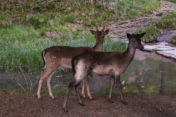 Bir çift genç geyik, yemyeşil yemyeşil ile çevrili bir ormanlık alanda bir dere kenarında yürüyor. Gün boyunca yakalanarak doğal yaşam alanlarını ve huzurlu ortamlarını yansıtıyorlar..