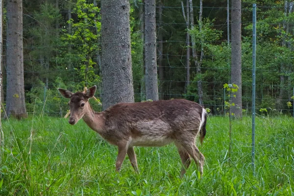 Bir geyik yeşil bir çayırda duruyor..