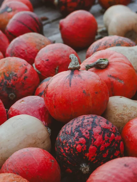 Turuncu ve beyaz da dahil olmak üzere çeşitli renklerde, farklı şekil ve dokulara sahip balkabaklarının yakın plan görüntüsü. Balkabakları kırsal ahşap bir sandıkta toplanmış, hasat için hazırlar.