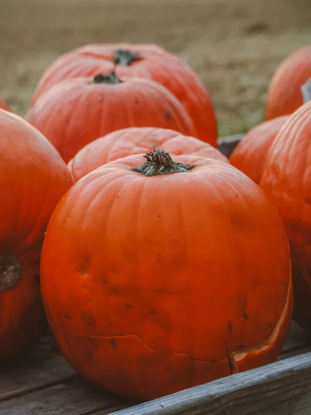 Açıklama (190 karakter): Ahşap bir sandığa istiflenmiş, parlak turuncu renkleri, sonbahar hasat sahnesi için mükemmel bir arka planda duran birkaç dolgun balkabağının yakın plan görüntüsü.