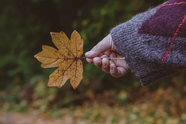 Elinde düşen bir sonbahar yaprağını tutan bir insan, sıcak sarı ve turuncu tonlarıyla sıcak bir düşüş atmosferi yaratır. Süveter giydirilmiş el, nazikçe yaprağı kucaklıyor..