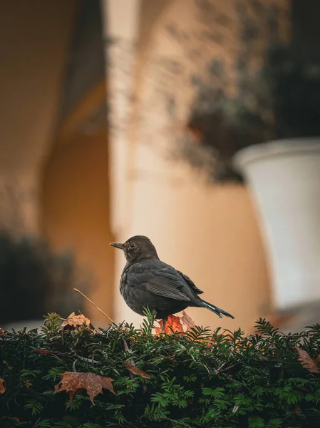 Parlak turuncu gagası ve koyu tüyleri dalların ve dutların yumuşak, bulanık arka planına karşı duran bir karatavuk. Kuş huzurlu, doğal bir sahne yaratır..