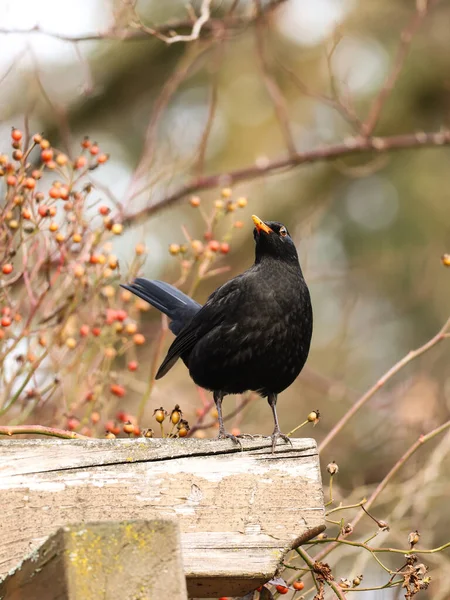 Tahta bir yüzeye tünemiş bir karatavuk, renkli böğürtlenlerle dolu dallarla çevrili. Siyah tüyleri ve turuncu gagası yumuşak, bulanık bir arka plana karşı durarak huzurlu bir doğa manzarası yaratıyor..