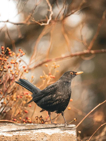 Bir karatavuk, yumuşak, bulanık bir mimari zemin üzerine kurulmuş, bir çitin üzerine tünemiş, ılık tonlarla ve huzurlu bir atmosferle huzurlu bir sonbahar sahnesi yaratıyor..