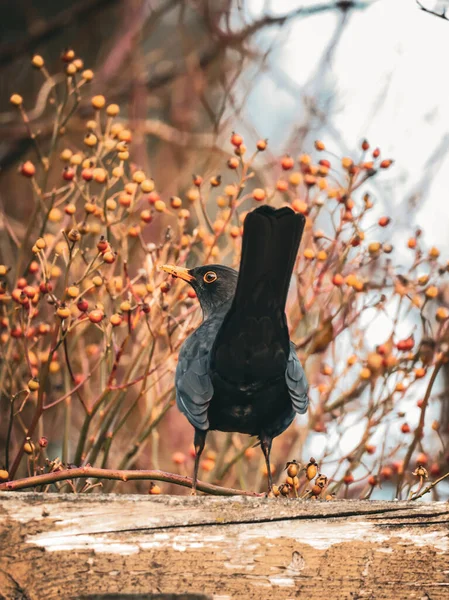 Küçük renkli böğürtlenlerle çevrili, kuyruğu havada, tahta bir yüzey üzerinde duran bir karatavuk. Kuş diğer tarafa bakıyor, dinamik bir poz veriyor yumuşak, bulanık bir arka plana karşı..
