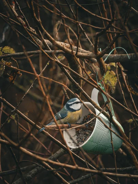 A close-up shot of a blue tit bird perched on a branch next to a green hanging cup filled with seeds, amidst branches with a blurred background, perfect for nature and wildlife stock photography.