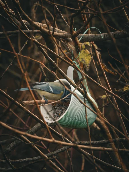 A close-up shot of a blue tit bird perched on a branch next to a green hanging cup filled with seeds, amidst branches with a blurred background, perfect for nature and wildlife stock photography.