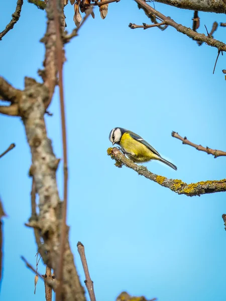 european tit ( parus caeruleus ) perched on a tree in the forest
