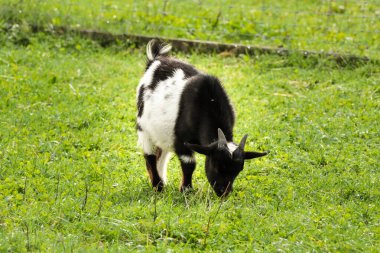 Küçük siyah beyaz bir keçi bir tarlada çimlerin üzerinde otluyor. Beslenirken boynuzları görünür, canlı ve doğal bir çiftlik alanı sahnesi yaratır, canlı yeşil otlar ve huzurlu bir atmosferi vardır..