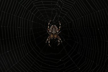 Karmaşık ağında dinlenen bir örümceğin yakın çekimi, karanlık bir arkaplana yakalanmış. Ağın detaylı yapısı ve örümcek işaretleri doğanın ve işçiliğin çarpıcı bir resmini oluşturuyor..