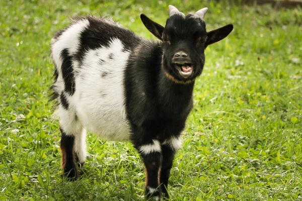Siyah beyaz kürklü neşeli genç bir keçi çimenli bir tarlada duruyor. Keçi gülümsüyor ya da meleyerek sahneye büyüleyici ve hayat dolu bir karakter ekliyor. Küçük boynuzları ve tuhaf ifadesi ona haylaz bir görünüm verir..