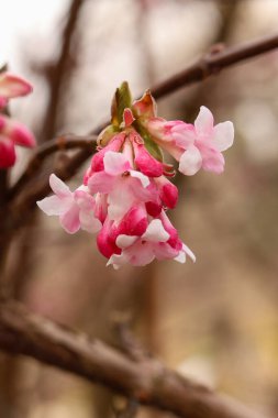 İlkbaharda bir ağaç dalında açan narin pembe çiçeklerin yakın plan çekimi güzellikleri gözler önüne seriyor. Reklam, web siteleri, sosyal medya, sunumlar, pazarlama kampanyaları ve doğayla ilgili içerik için mükemmel.