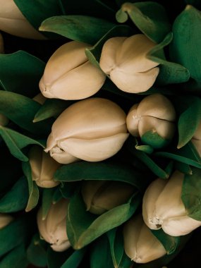 Bereketli yeşil yaprakları olan zarif beyaz laleler, dingin ve taze bir hava yakalıyor. Reklam, sosyal medya, web siteleri, sunumlar, pazarlama kampanyaları ve çiçekçilik sektörü için ideal.