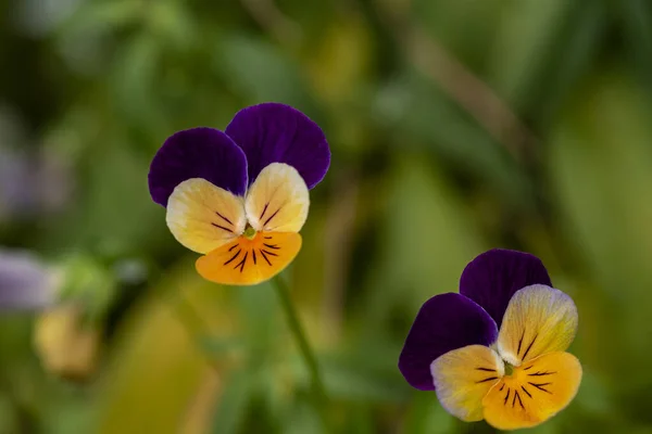 Garden Pansy Type Large Flowered Hybrid Plant Cultivated Garden Flower — Stock Photo, Image