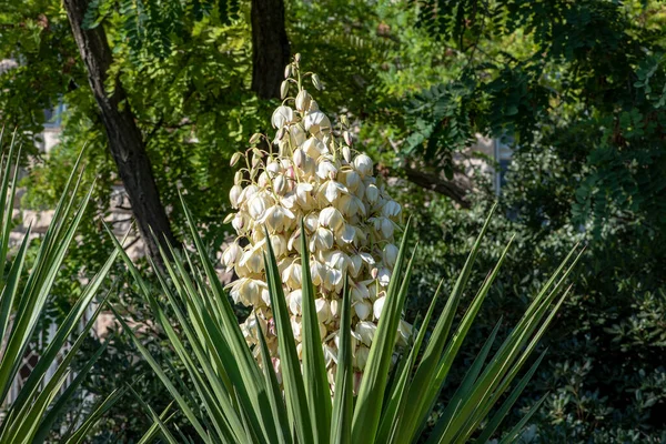 Белые Цветы Растения Юкка — стоковое фото