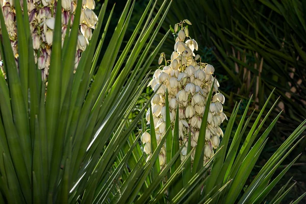 Белые Цветы Растения Юкка — стоковое фото