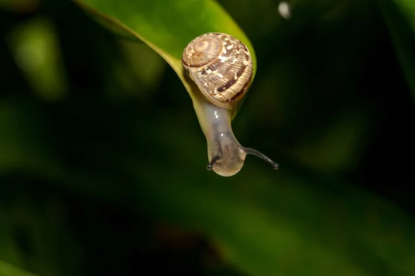 정어리는 먹는다 정원에서 달팽이의 입으로 나뭇잎에서 미끄러져 나오는 달팽이는 주둥이로 — 스톡 사진