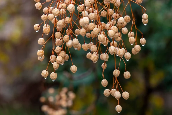 Melia Azedarach Chinaberry Boom Melia Fruit Tijdens Regen — Stockfoto