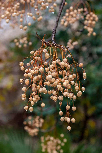 Melia Azedarach Chinaberry Tree 동안의 맛있는 — 스톡 사진