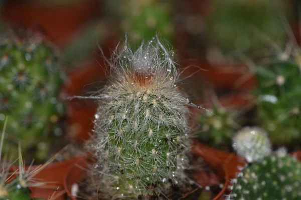 Cactus Vert Arbustif Cactus Rond Arbustif — Photo