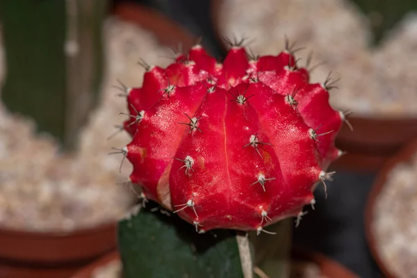 Schöne Bunte Gymnocalycium Mihanovichii Gepfropft Kaktus Kaktus Auf Topf Garten — Stockfoto