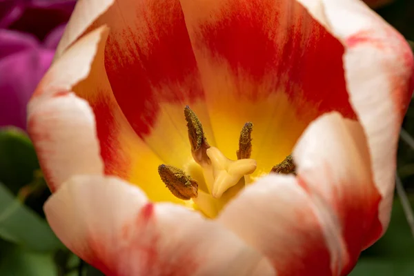 Macro Photo Des Étamines Pistil Une Fleur Tulipe Tulipes Rouge — Photo