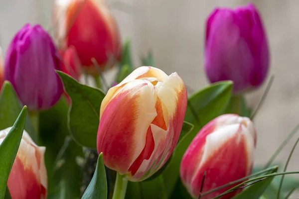 red tulip in the field, tulips red white