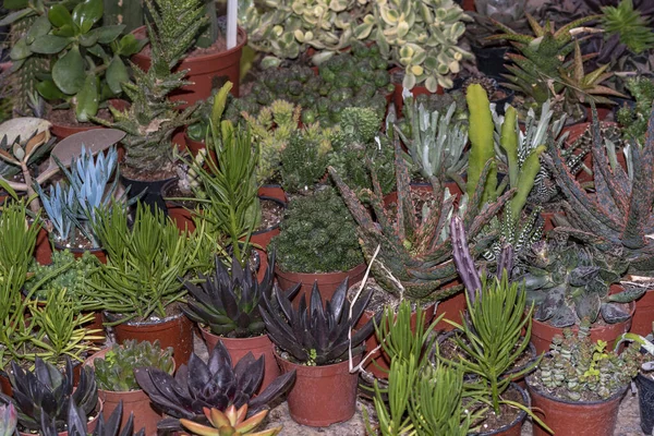 Plantes Succulentes Miniatures Fleurs Succulentes Dans Des Pots Différents Types — Photo