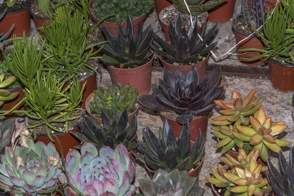 Plantes Succulentes Miniatures Fleurs Succulentes Dans Des Pots Différents Types — Photo