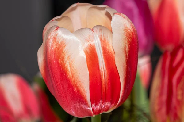 Tulipa Vermelha Campo Tulipas Vermelho Branco — Fotografia de Stock