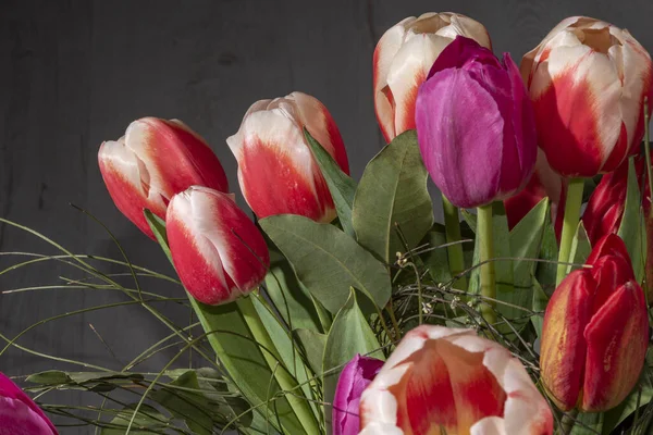 Tulipe Rouge Dans Champ Tulipes Rouge Blanc — Photo