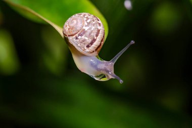 Salyangoz, marul yaprağı yiyor. Salyangoz bahçeyi istila etti. Salyangoz yapraktan kaydı ve su ağızlığa aktı..