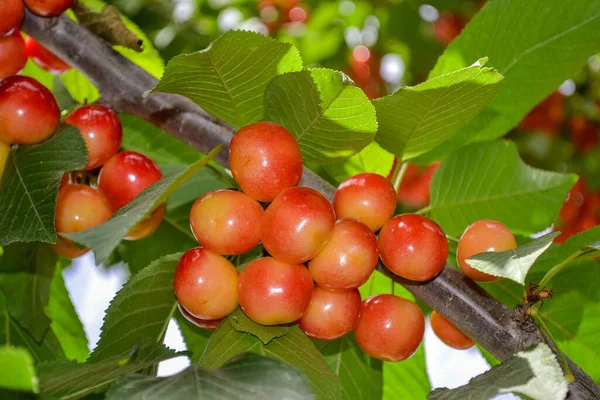 Chiudete Ciliegie Fresche Gialle Rosse Sul Ramo Dell Albero Ramo — Foto Stock