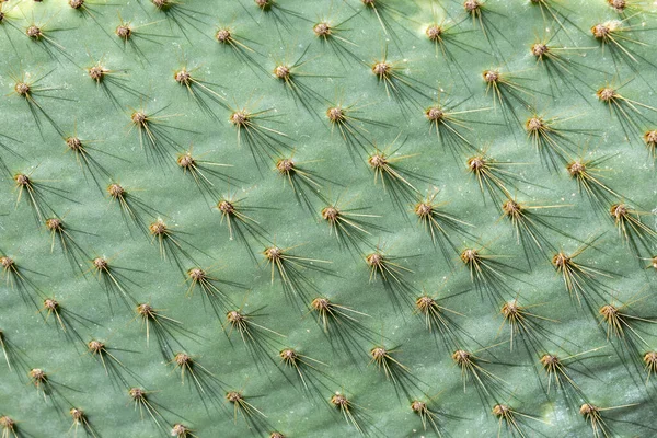 Hintergrund Des Grünen Kaktus Nahaufnahme Kakteen Textur Makrofotografie — Stockfoto