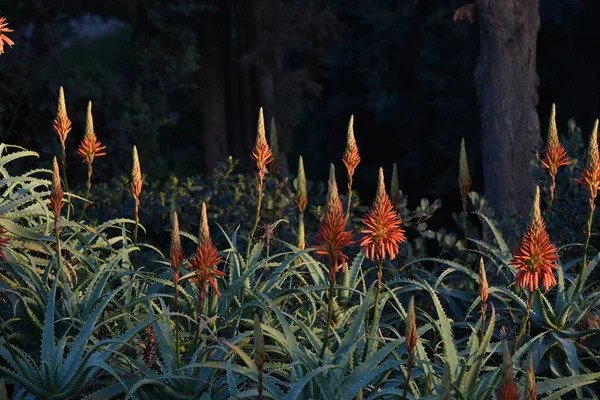 Dziki Aloes Kwitnącymi Kwiatami Kwitnący Aloes — Zdjęcie stockowe