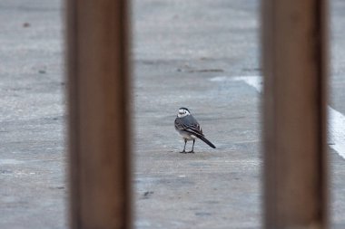 Beyaz Wagtail - Motacilla alba, Avrupa sahaları, çayırlar ve sulak alanlardan gelen küçük popüler kuş. Beyaz kuyruk, küçük kuş
