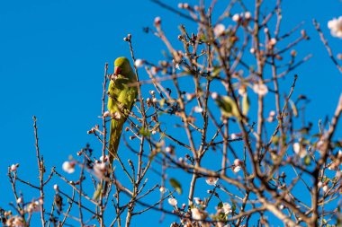 Yeşil bitki örtüsünde yeşil kuş. Papağan dalda oturuyor. Kudüs 'te