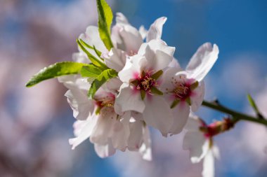 Çiçekli badem ağaçları mavi gökyüzüne karşı. Pembe badem mavi gökyüzüne karşı çiçek açar.