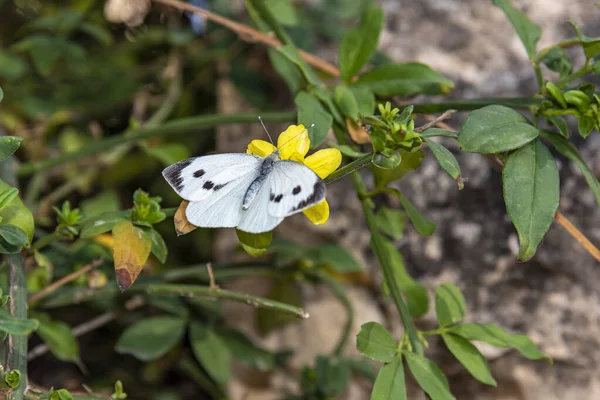 Λευκή Πεταλούδα Κίτρινο Λουλούδι — Φωτογραφία Αρχείου
