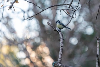 Daldaki meme faresi. Sarı göbekli kuş memeli fare.
