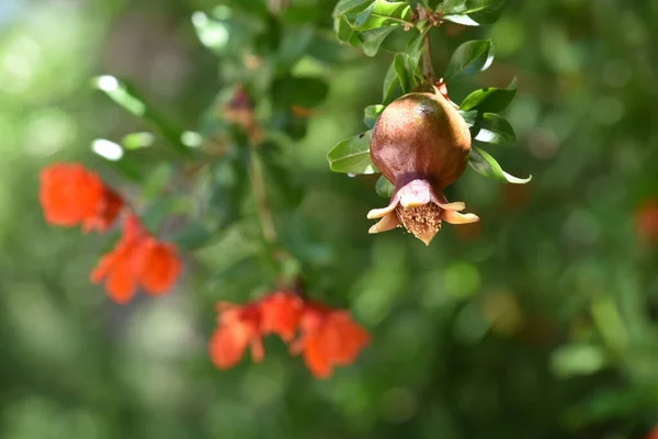 Granátové Jablko Listy Květinami Stromě Zralé Granátové Jablko Dozrávání Granátového — Stock fotografie