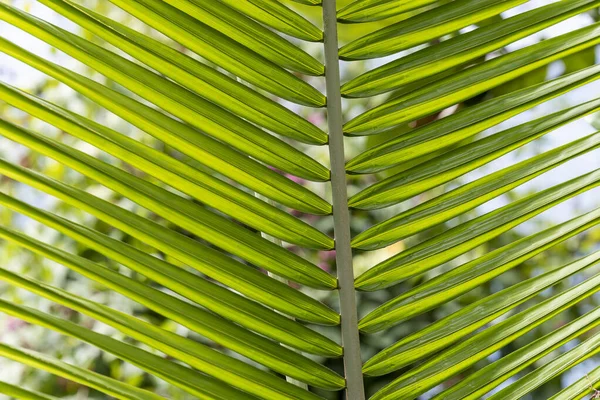 Perfeito Grandes Folhas Samambaia Verde Floresta Textura Padrão Planta Tropical — Fotografia de Stock