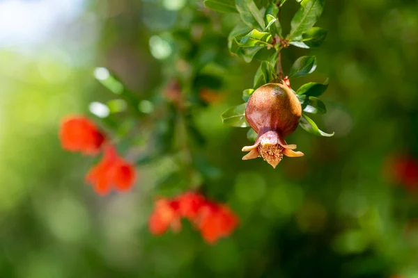 木の上に葉や花を持つザクロ ザクロを熟す ザクロの花を背景にザクロを熟す — ストック写真